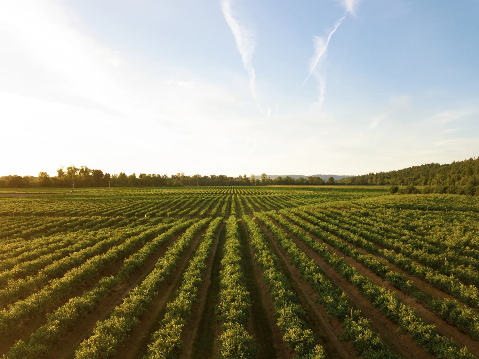Young crops growing in straight rows under an open sky