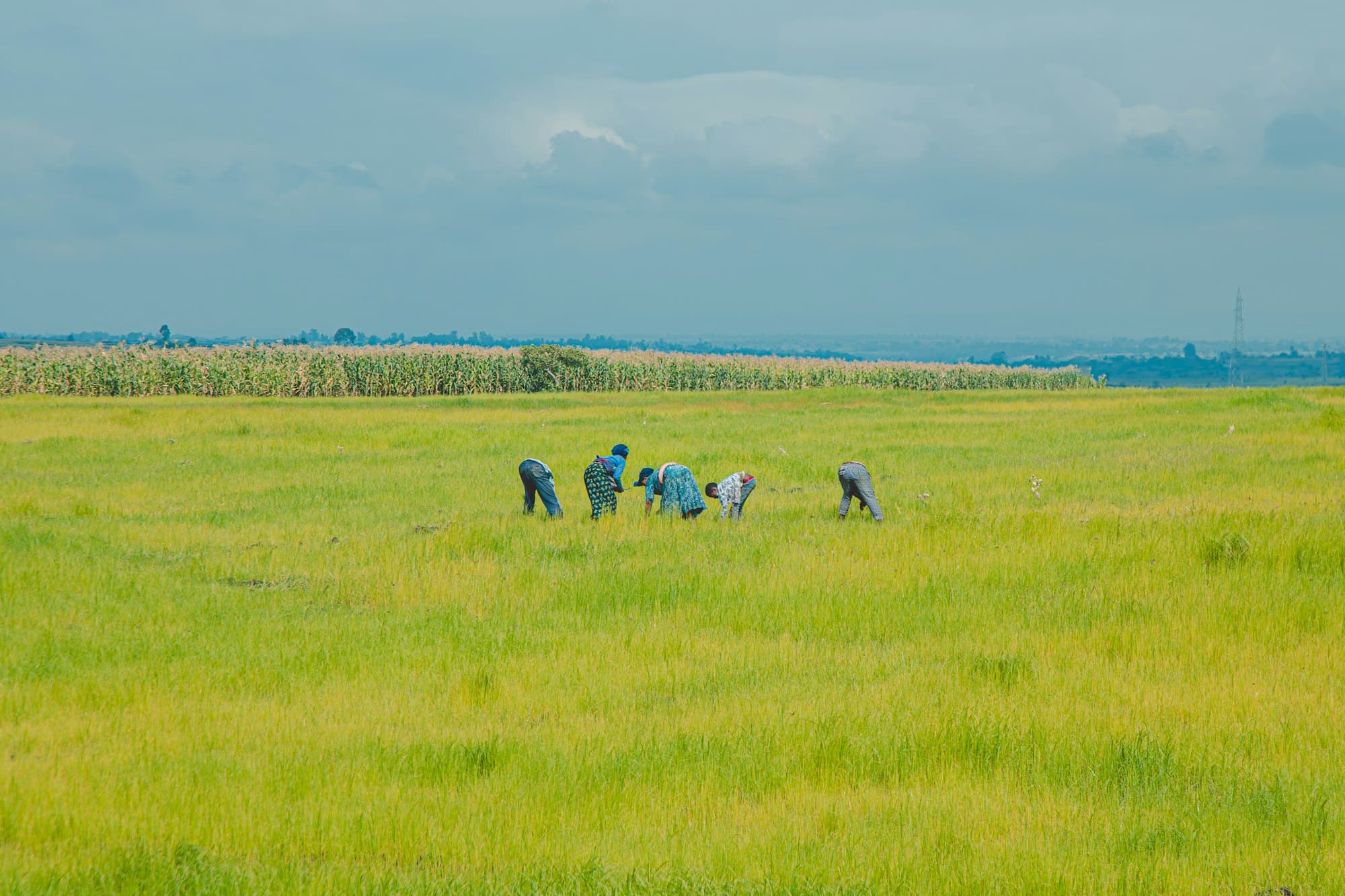 Farmers cultivating maize in a broad green field
