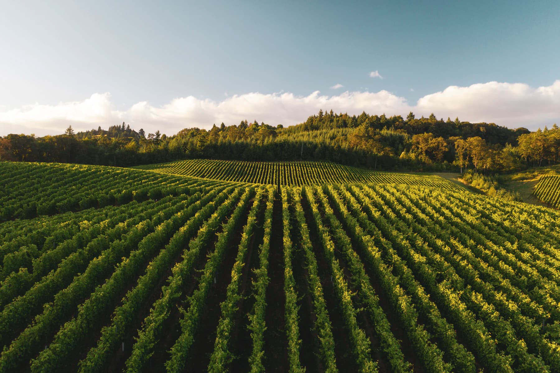 Long rows of crops running across rolling farmland