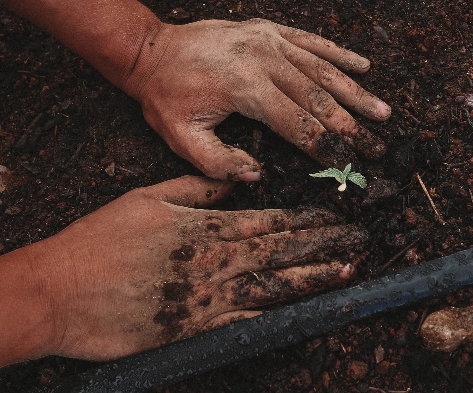 A farmer's hands pressing soil around a young plant