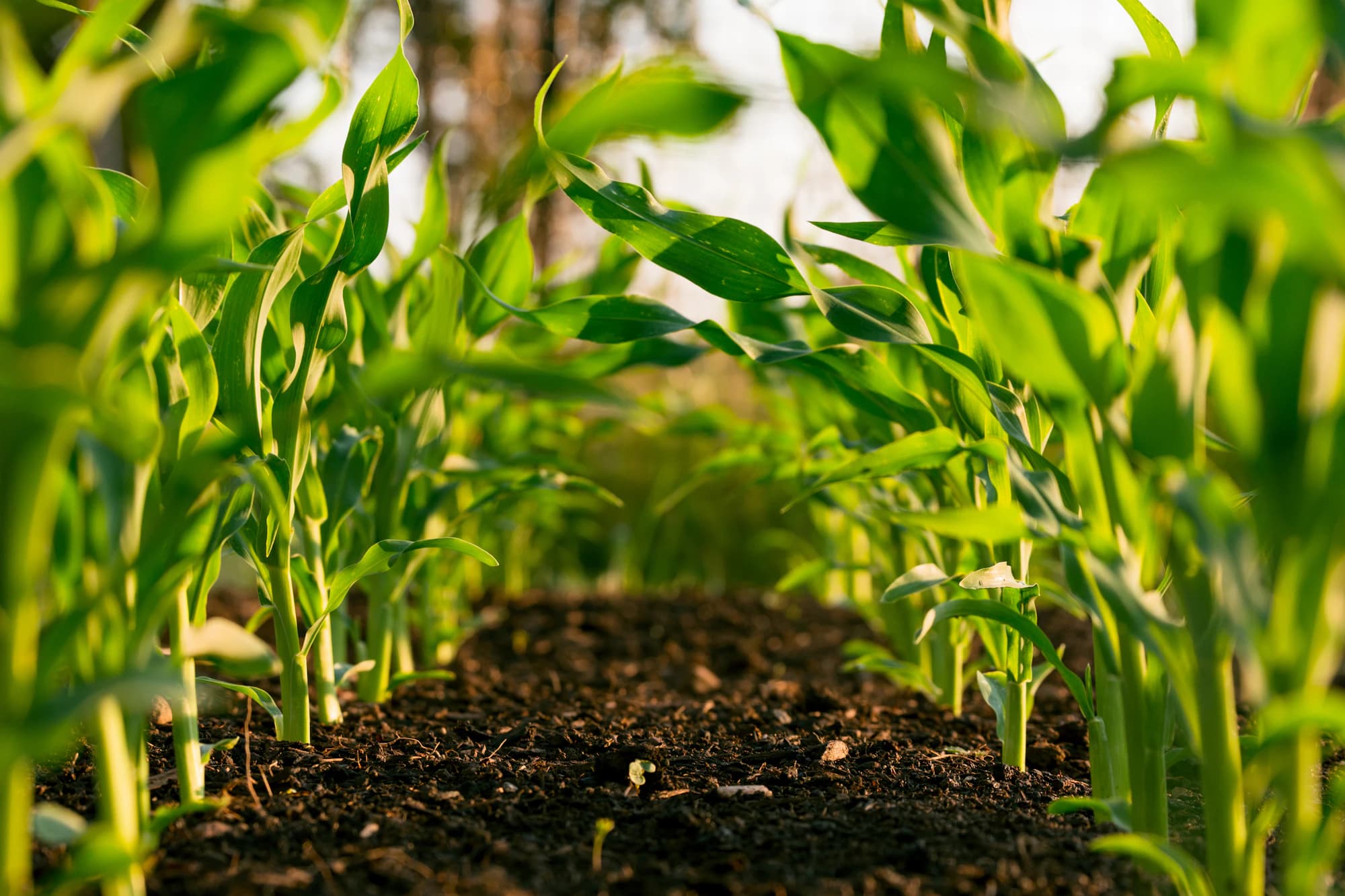Maize plants growing tall in a field