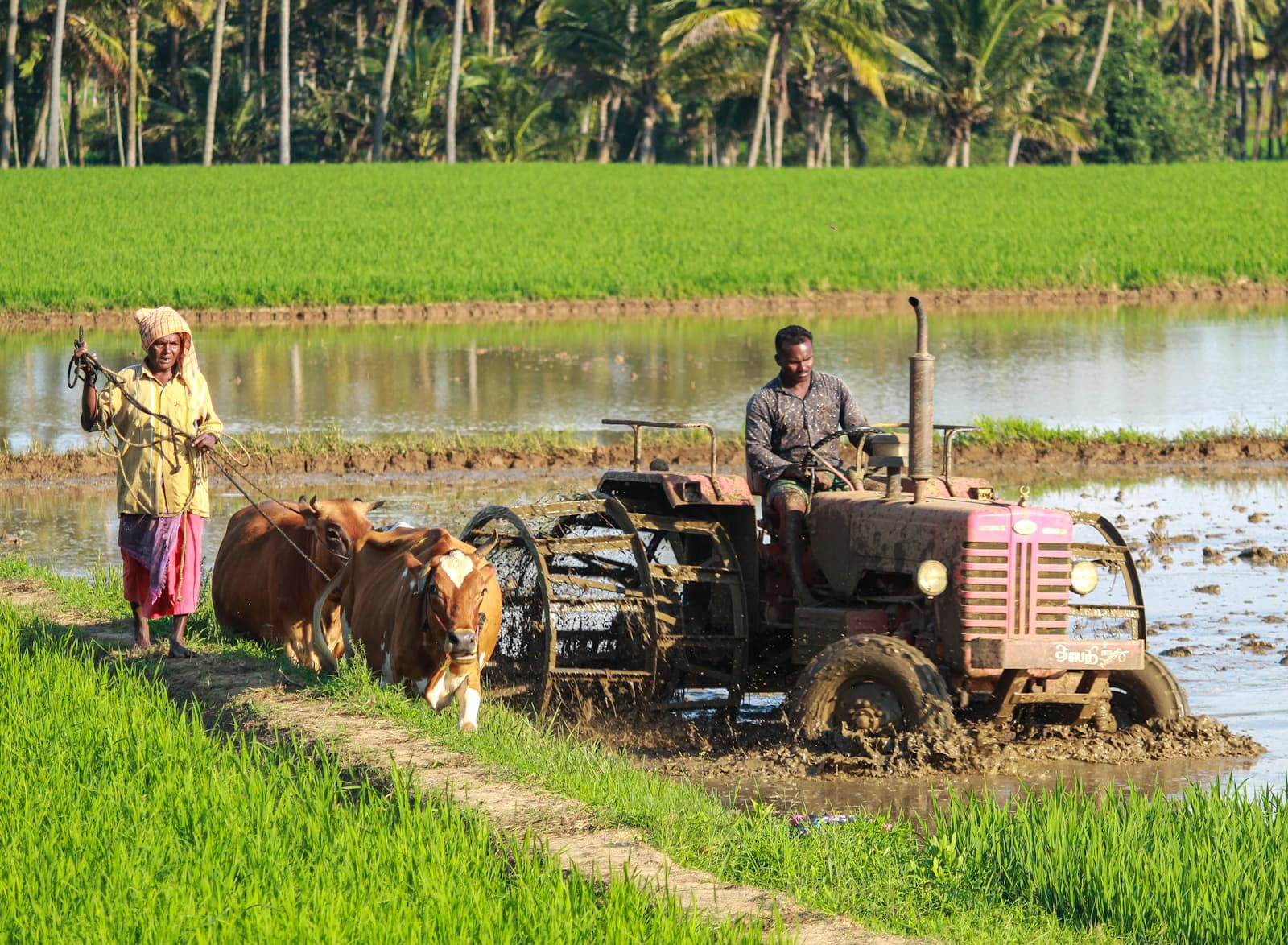 Farmers preparing a flooded rice paddy with oxen and a tractor