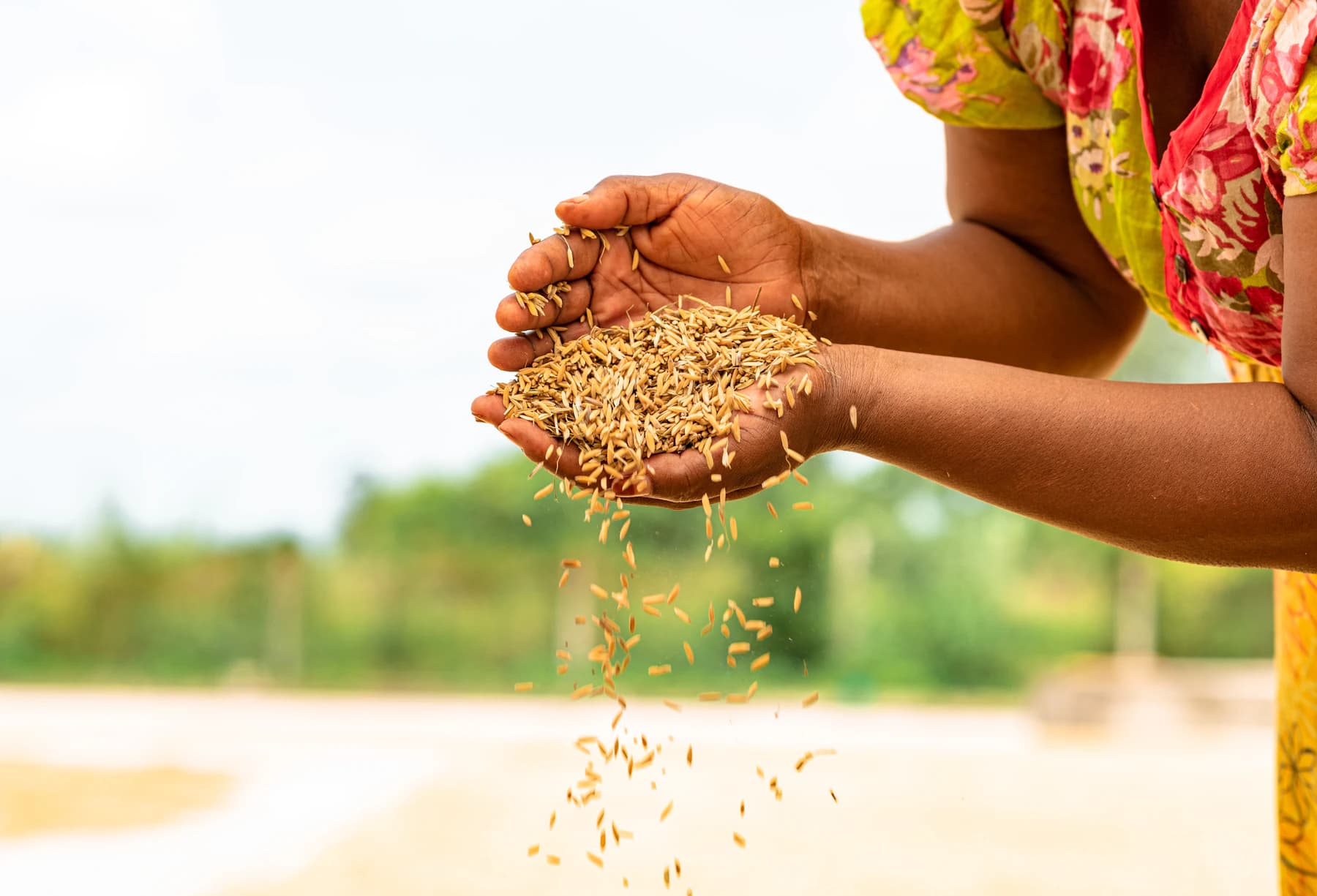 A farmer letting freshly harvested grain fall through her hands