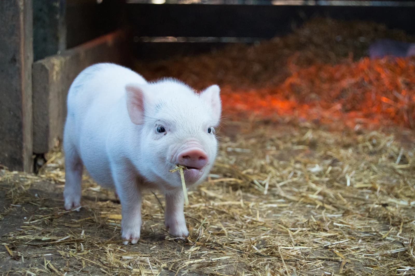 A young pig feeding on straw in its pen