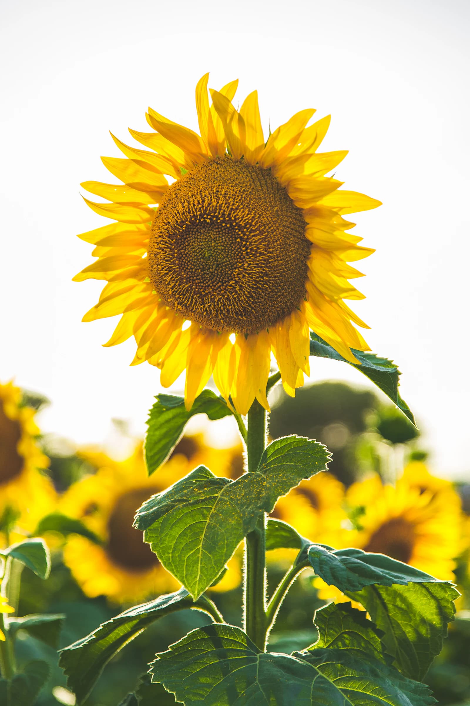 A sunflower in full bloom